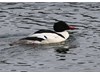 Photo of Mergus merganser